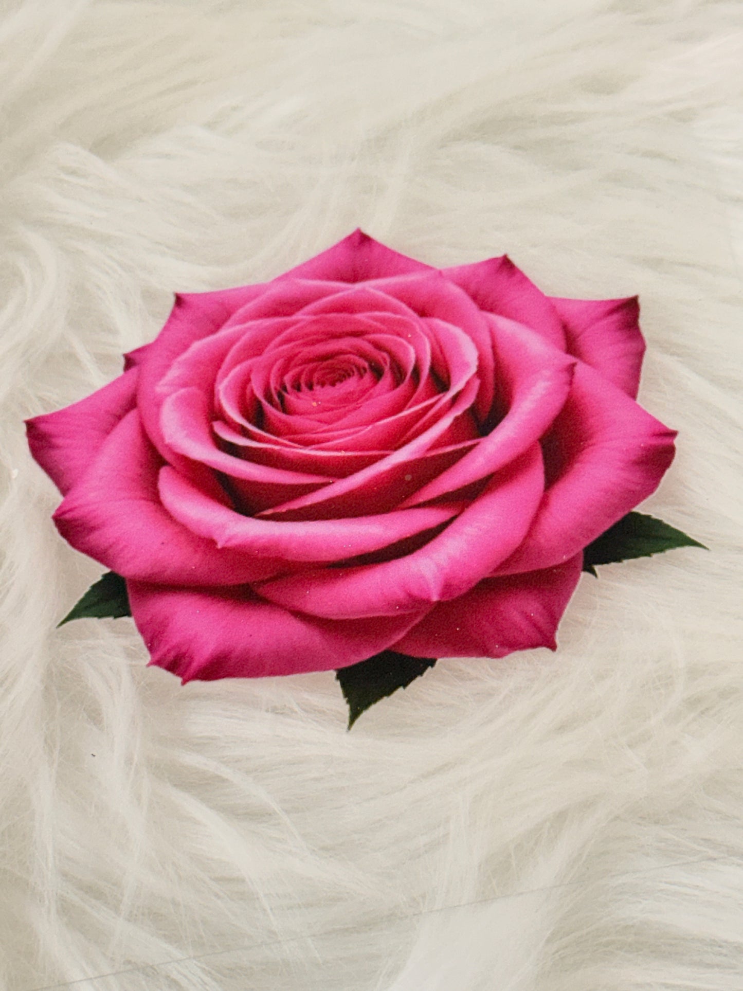 Pink Rose