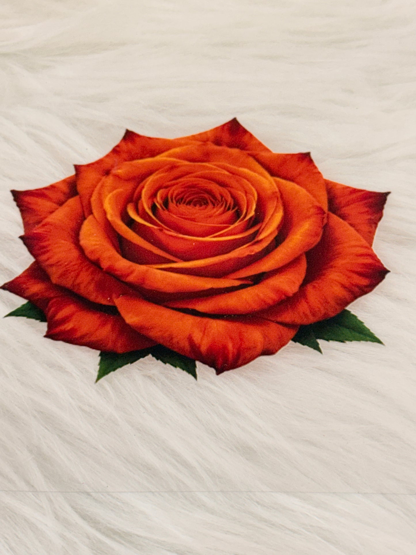 Orange Rose