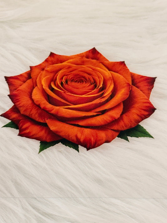Orange Rose